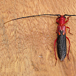 bottegia rubra
